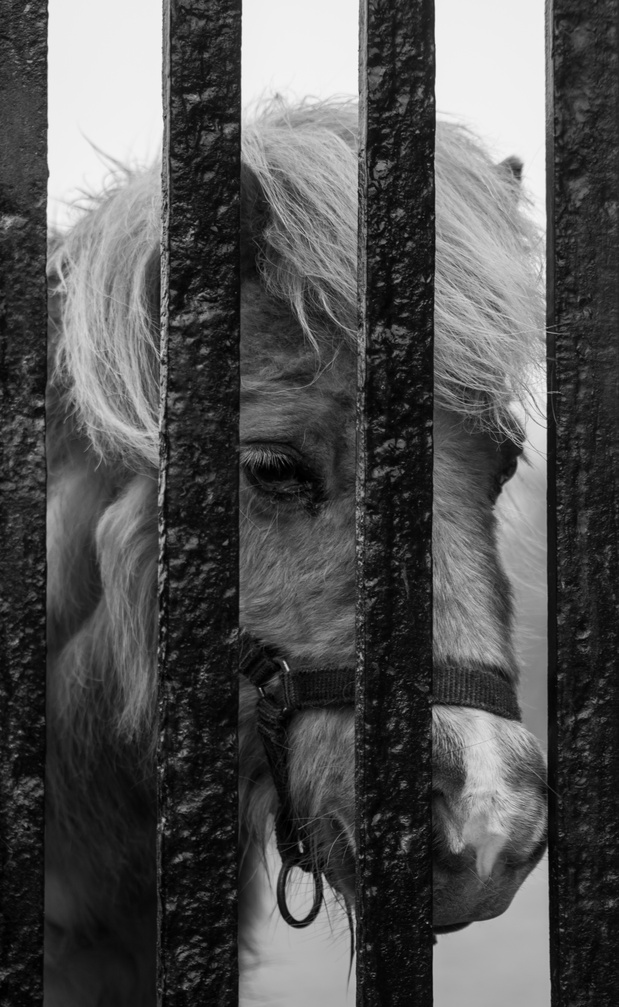 "Trapped pony" Roscommon castle